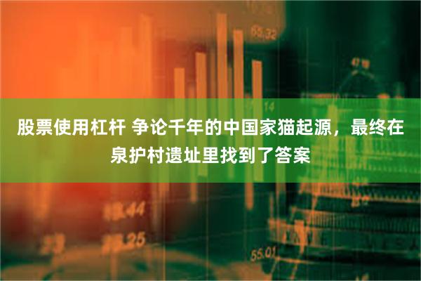 股票使用杠杆 争论千年的中国家猫起源，最终在泉护村遗址里找到了答案